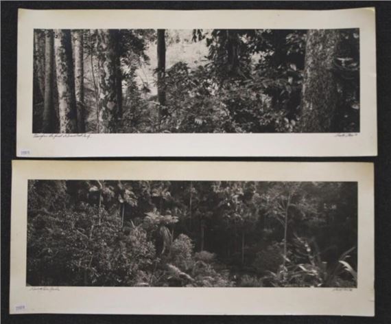 Views of the forest - Wesley Stacey