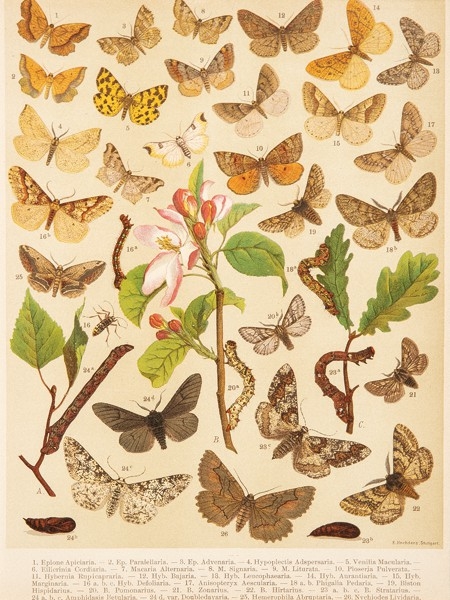 Bombyx Neustria and other species by Emil Hochdanz, 1899