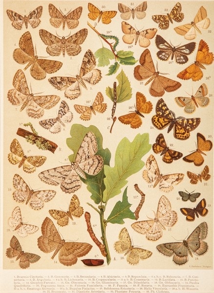 Agrotis Simulans and family. 1899 Boarmia Cinctaria and family by Emil Hochdanz