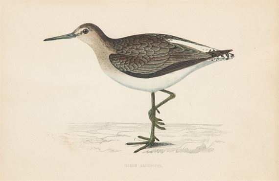 Avocet, Sandpiper, Redshank and Cattle Egret by Francis Orpen Morris