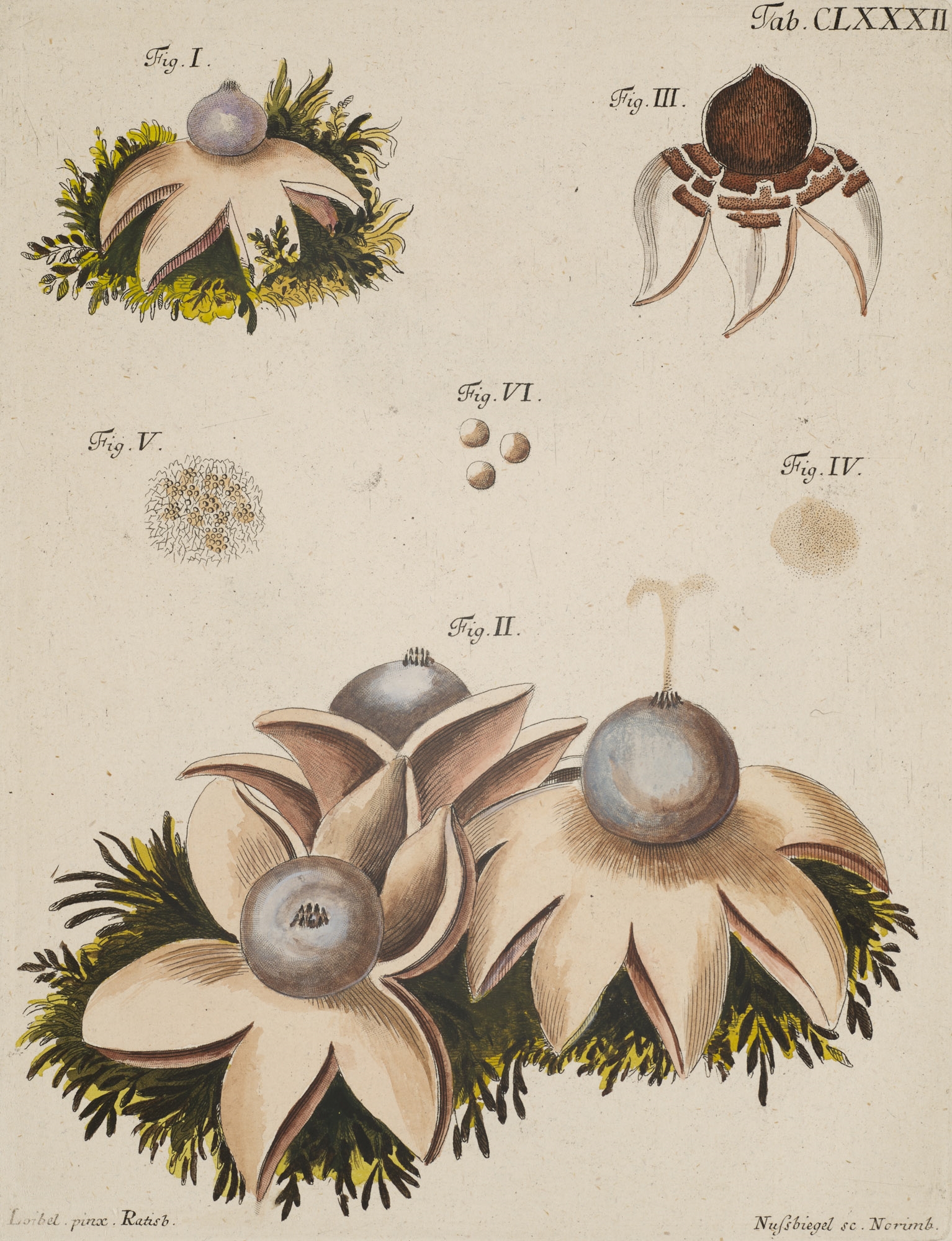 Jacob Christian Schaeffer | Fungorum qui in Bavaria et Palatinatu circa ...
