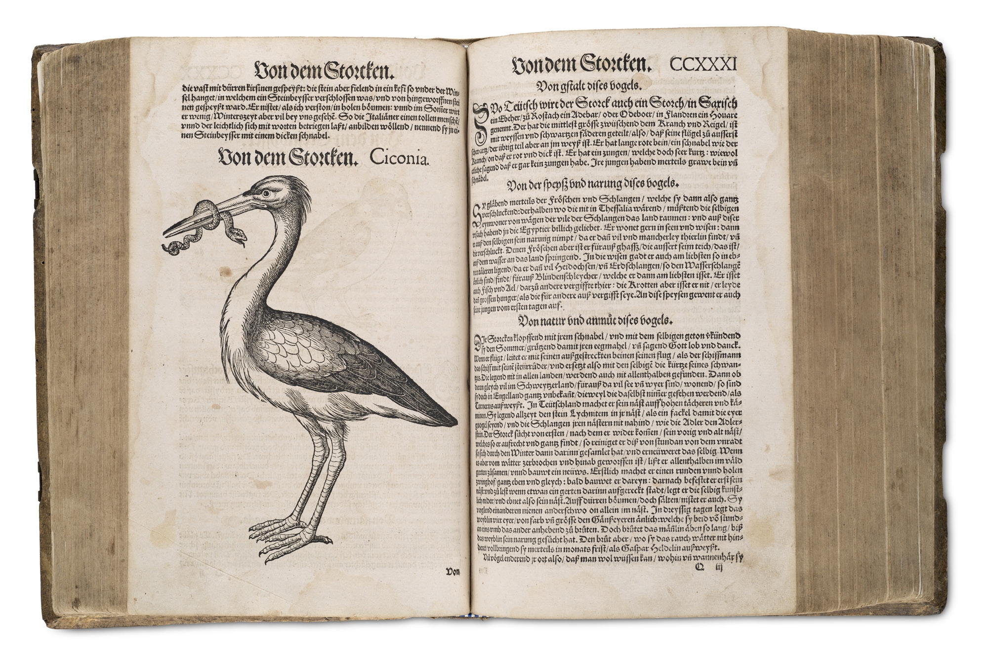 Artwork by Conrad Gesner, Vogelbuch, Made of woodcuts (3)