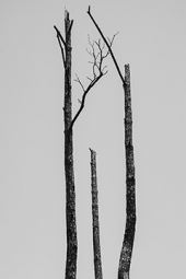 Barry Stone: Lost Pines - Lora Reynolds Gallery