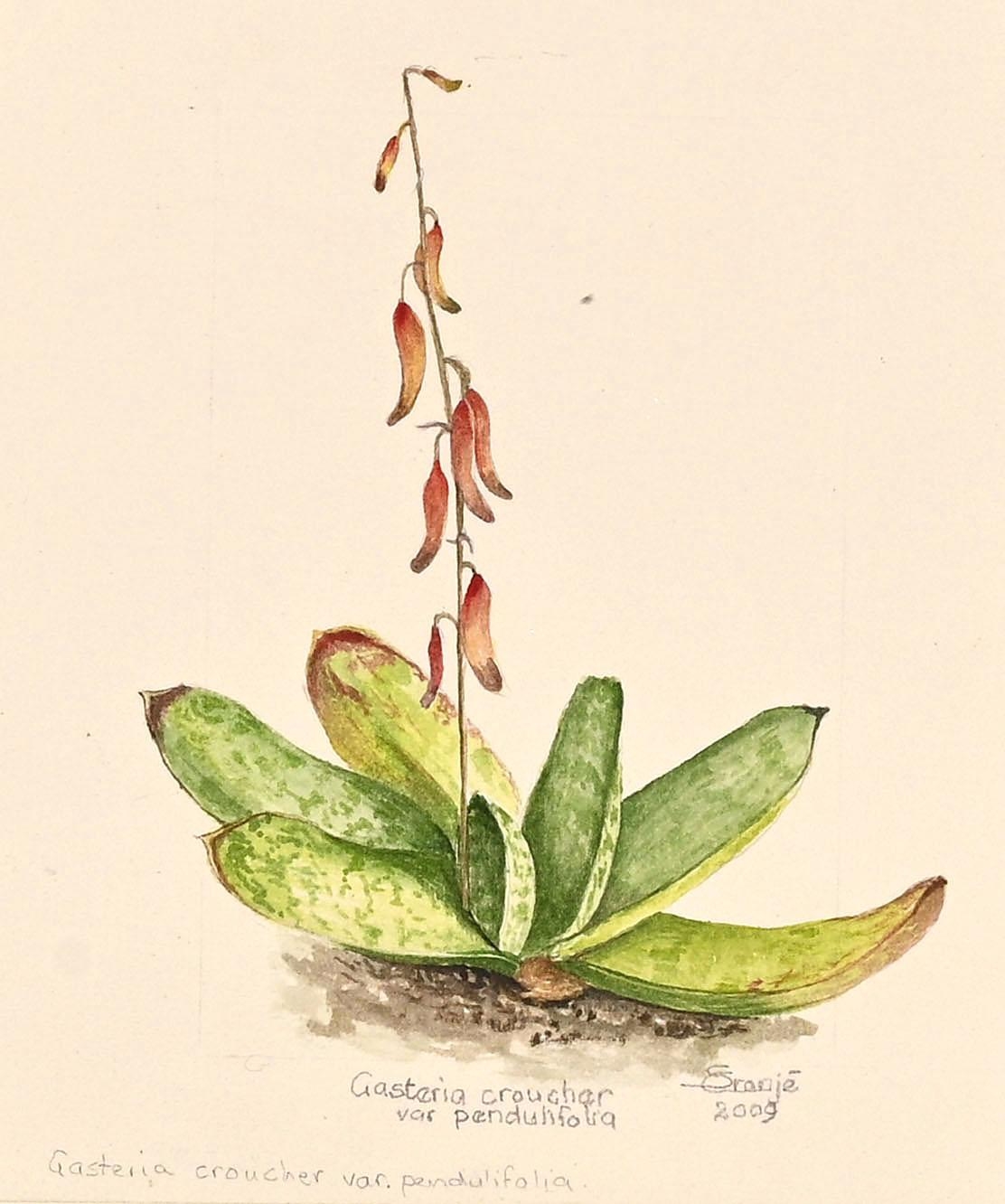 Artwork by Susan Cronje, Two Works: Gasteria croucher var pendulifolia, and Crocosima, Made of watercolour over pencil on paper
