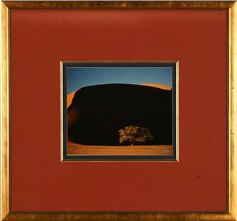 Tree and Desert Dune - Colin Mead