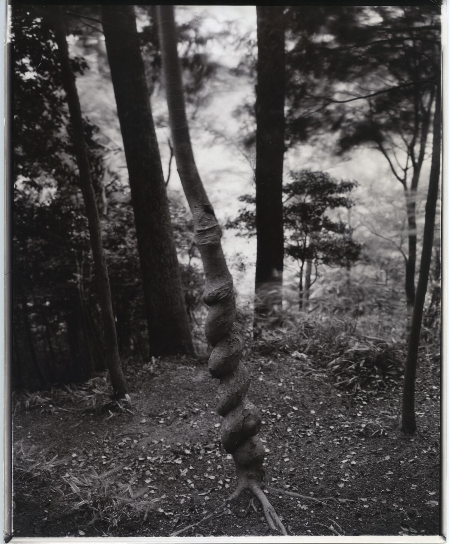 Tree, Japan by Linda Connor, 1988