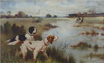 Setter in point. - Nash Ben