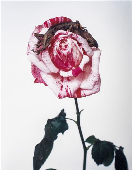 Flowers by Nobuyoshi Araki