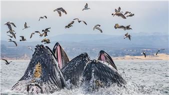 Bay of Life: From Wind to Whales - MAH, Santa Cruz Museum of Art & History 