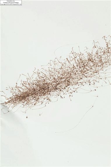 Tim Knowles | Tree Drawing - Scots Pine on easel | MutualArt