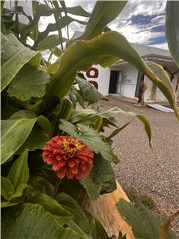 In Santa Fe, Artists and Retirees Join Hands to Combat Loneliness