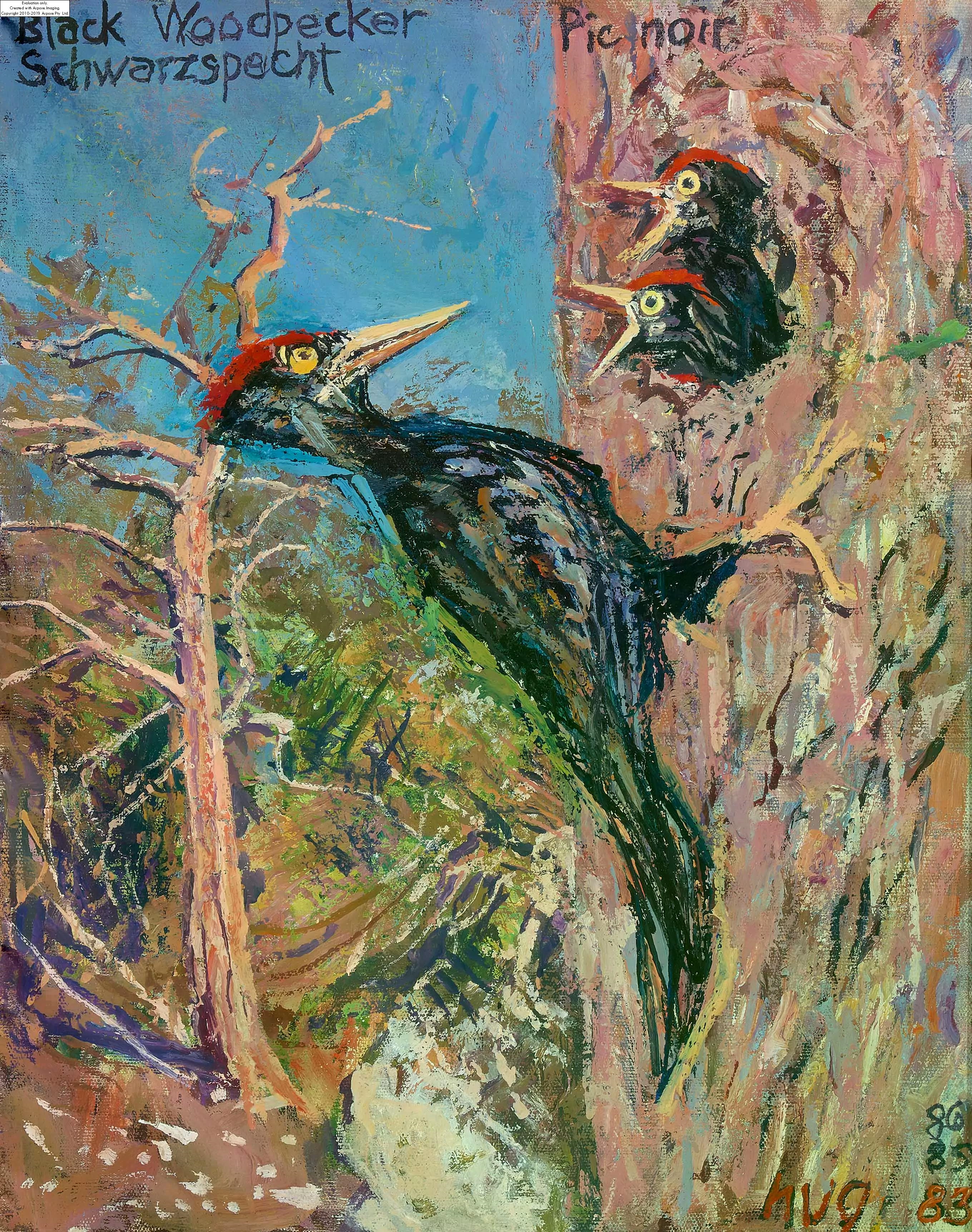Black Woodpecker, Schwarzspecht / Pic noir by Fritz Rudolf Hug, 1983/86