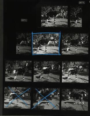 Artwork by Simon Starling, The Gold-toned Okapi / Test, Made of gelatin silver print on baryta paper