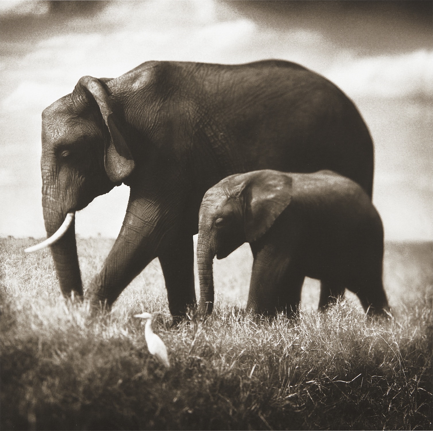 nick-brandt-elephant-mother-and-baby-walking-in-tandem-maasai-mara