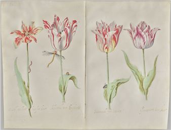 Dutch Drawings from a Collector’s Cabinet - Getty Center
