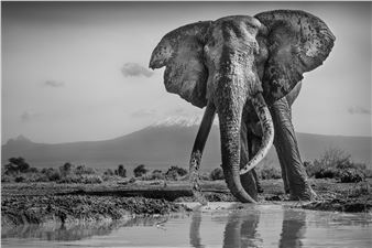 The Snows of Kilimanjaro II Amboseli Kenya - Michel Ghatan
