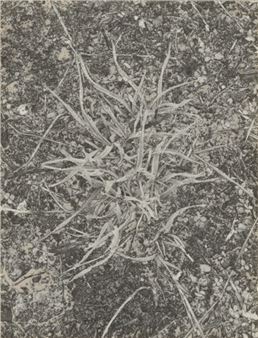 ONLINE: Denis Brihat: Seeing Nature - Nailya Alexander Gallery