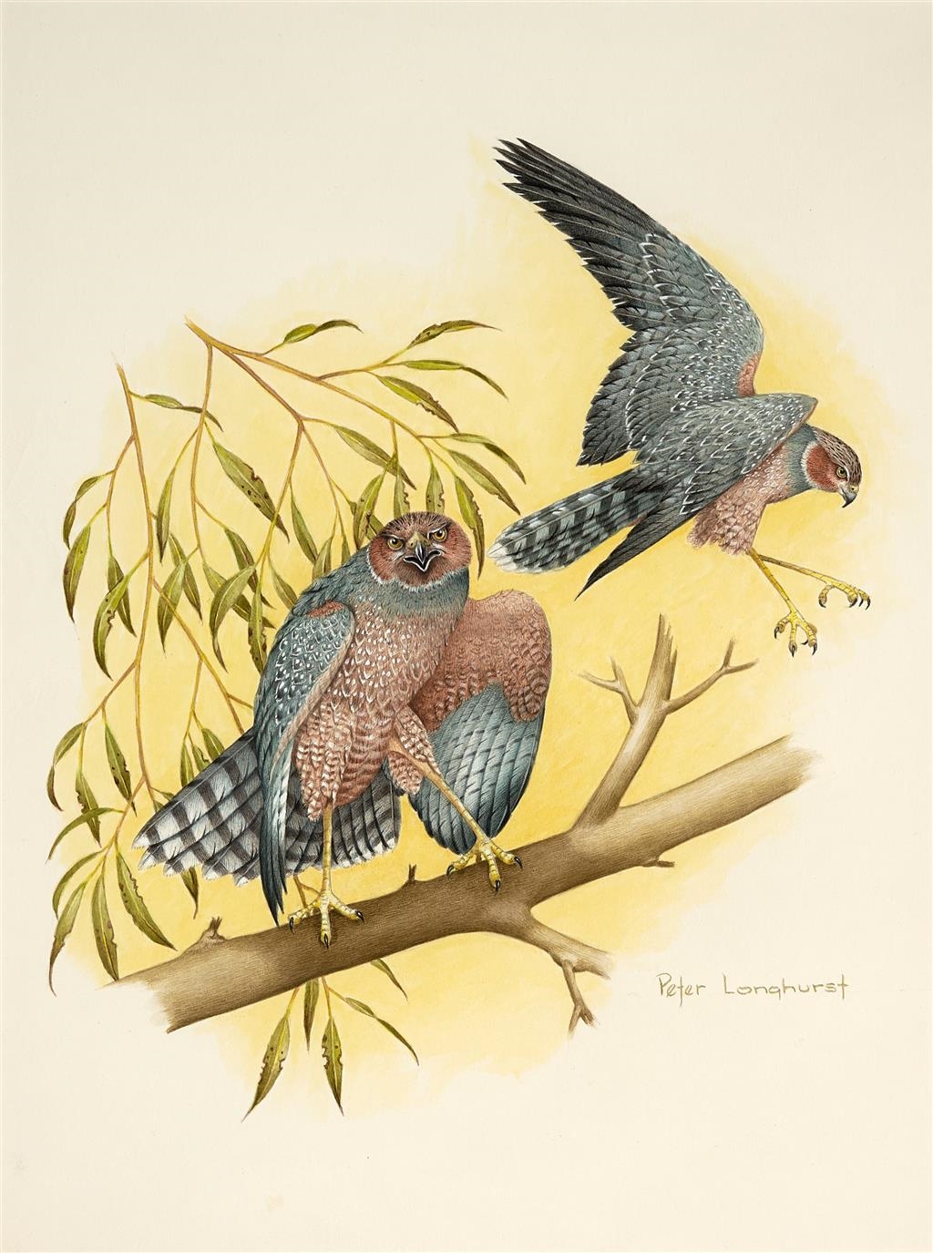 Peter Longhurst | Spotted Harriers (1988) | MutualArt