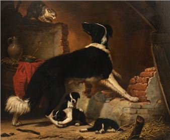 Dogs and cat - Vital D'Hont