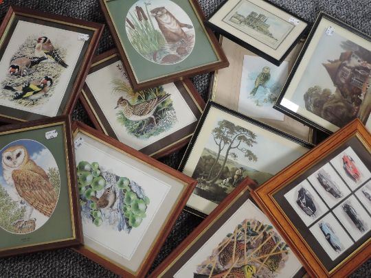 Barn Owl - Steve Rigby