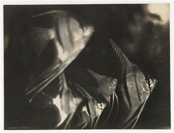Sasha Stone | Fish (1920s) | MutualArt