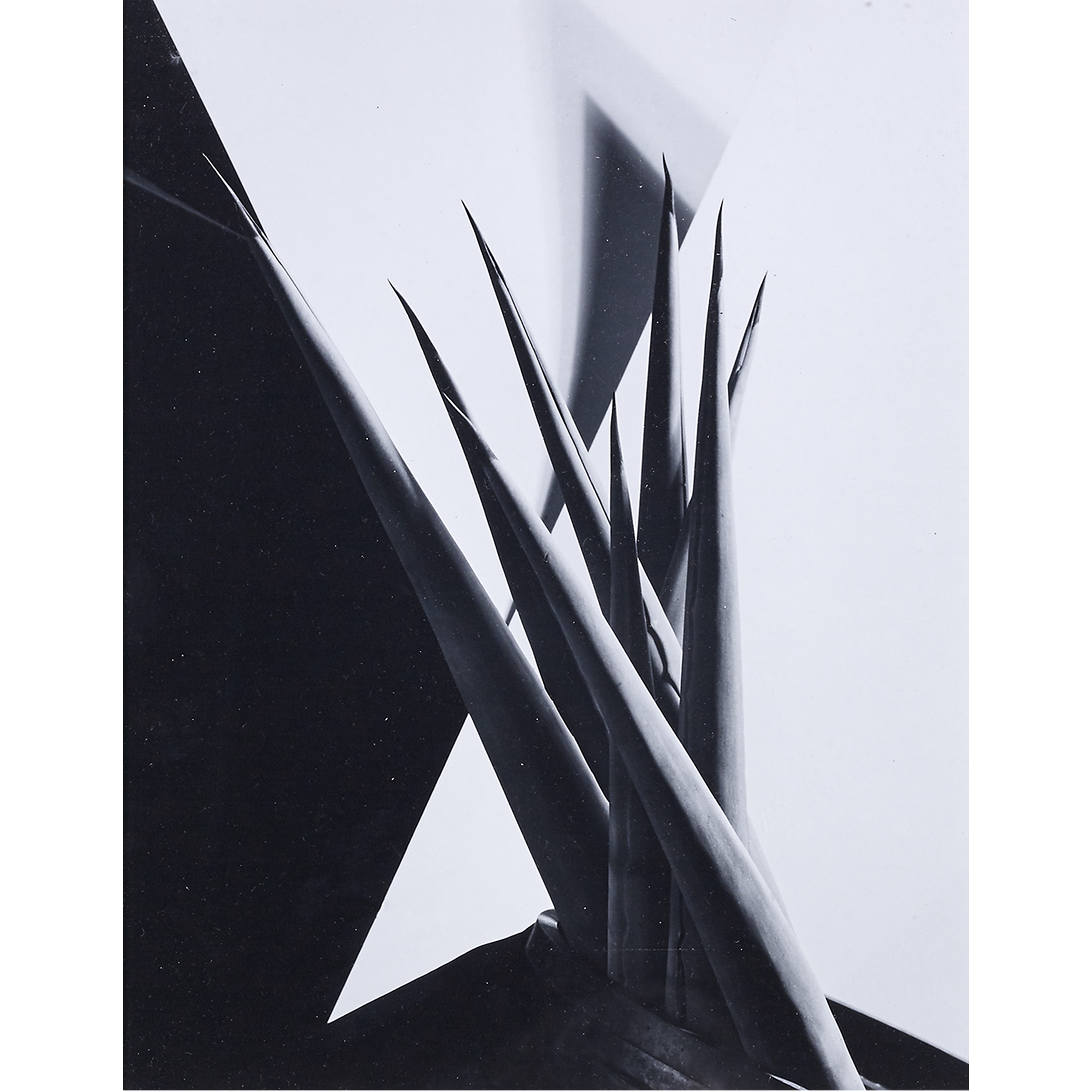 Imogen Cunningham | Agave Design #1 (1920) | MutualArt