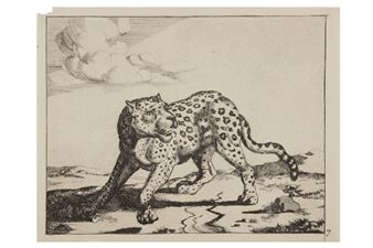 Leopard, Picture