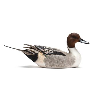 Pintail - Carl Huff