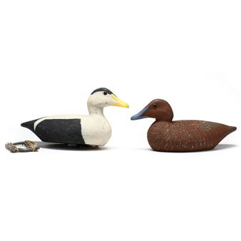 Pair of Common Eiders - Ed Owen