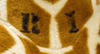 Robert Indiana signature on Oil on canvas with toy giraffe, 2002.