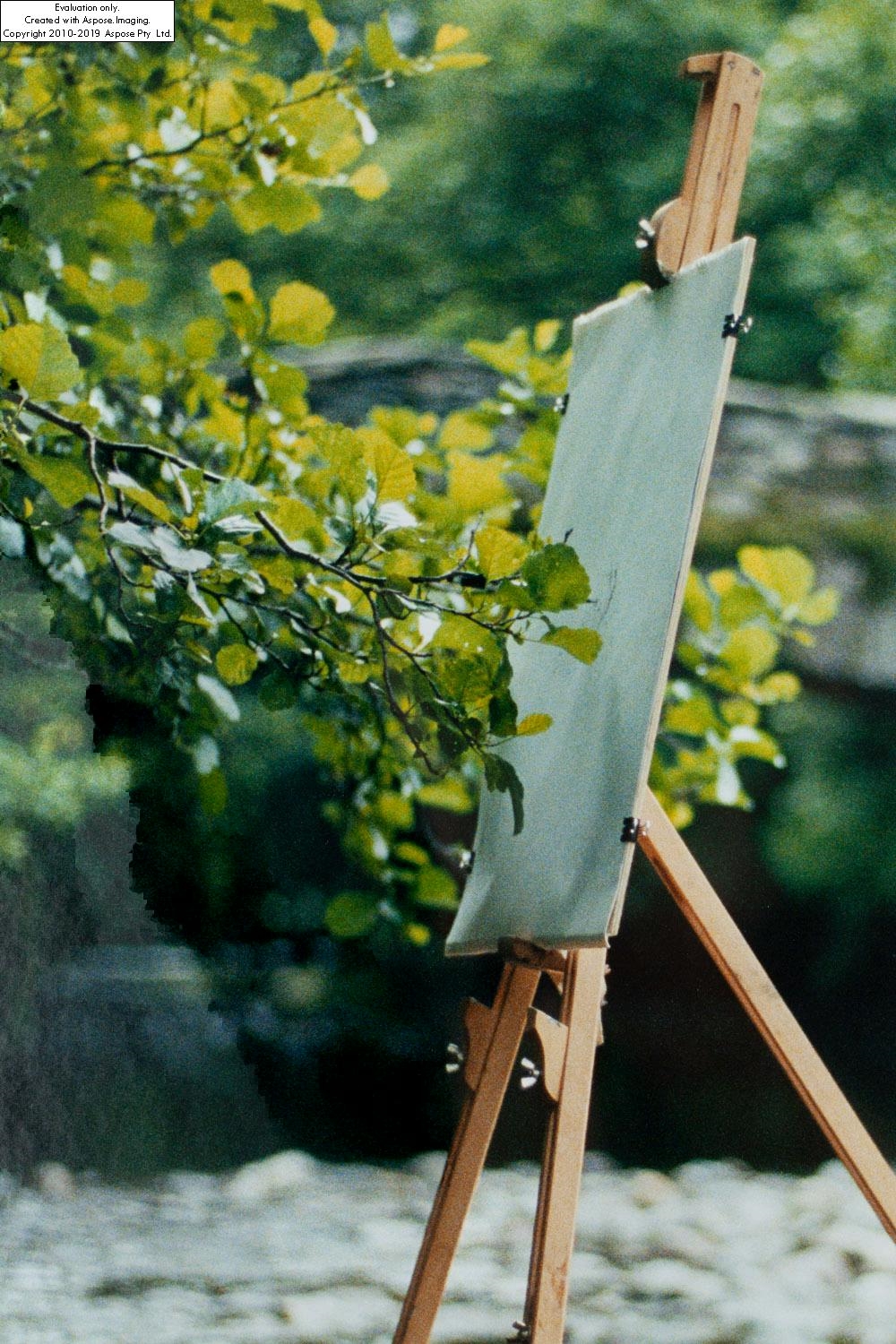 Tim Knowles Tree Drawing Alder on easel 2 MutualArt