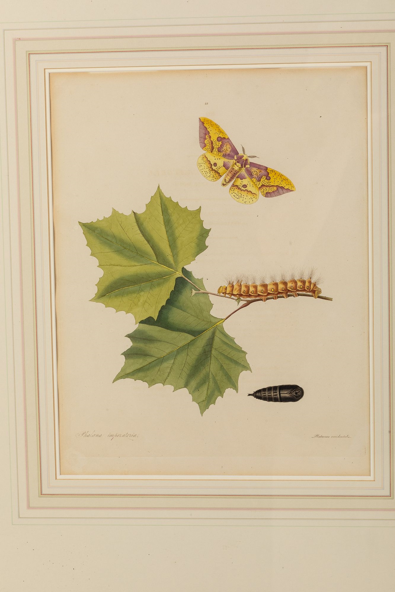 John Abbot | from the Natural History of the Rare Lepidopterous Insects ...