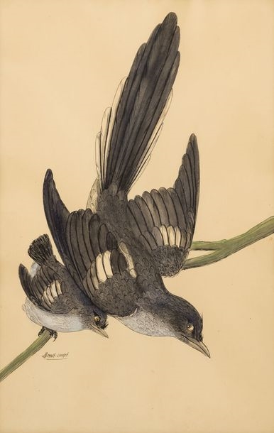 Artwork by Gasset-Ousset Hélène, Birds in the air, Made of Watercolor