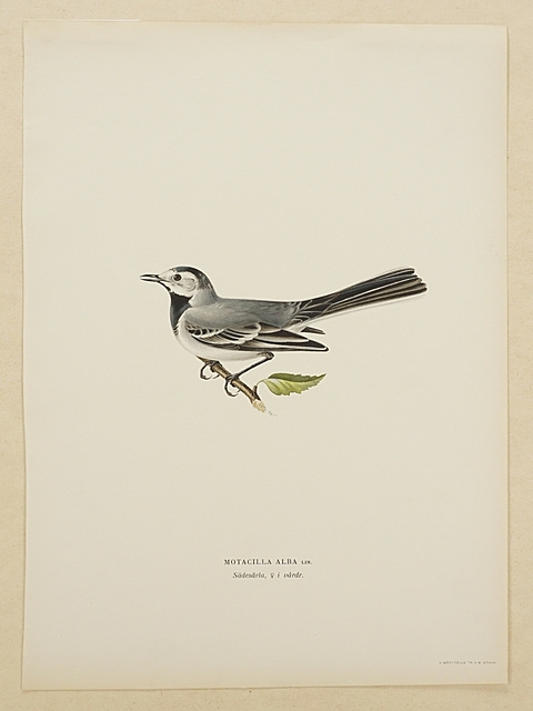 Artwork by Wilhelm Von Wright, Motacilla alba, Made of offset print