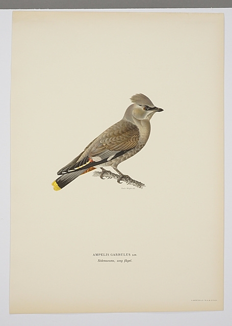 Ferdinand von Wright | Ampelis garrulus | MutualArt