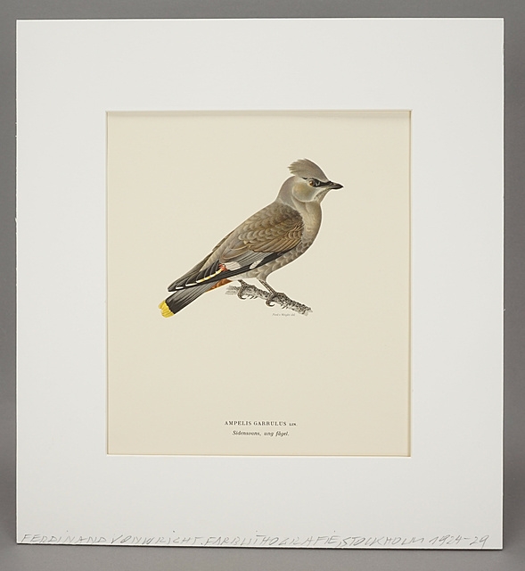 Ferdinand von Wright | Ampelis garrulus | MutualArt