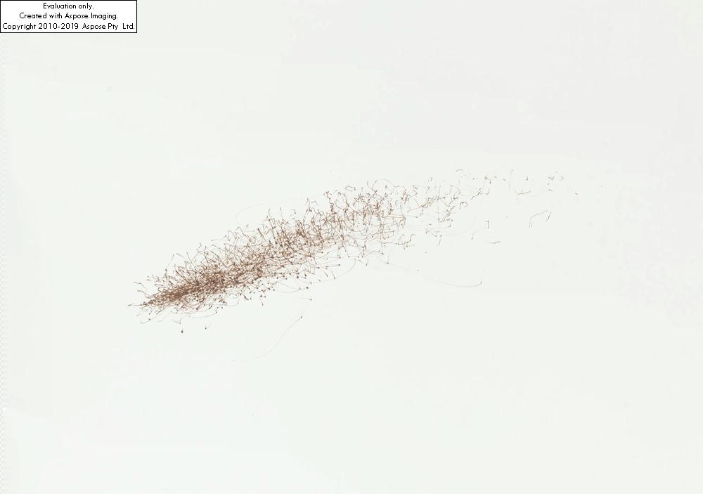 Tim Knowles Tree Drawing Scots Pine on easel MutualArt