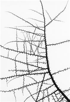 George Tice: An Ode to a Tree - Nailya Alexander Gallery