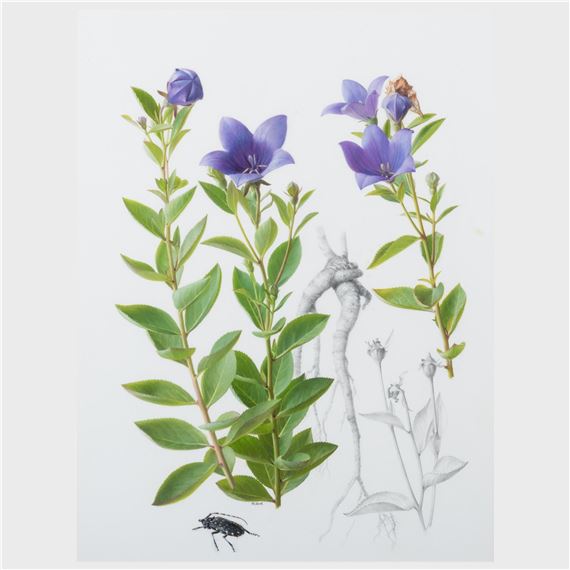 Raymond Booth | Rhododendron Maculife rum Anwheiense (1998