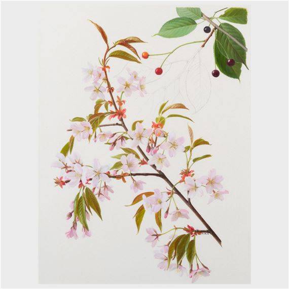 Raymond Booth | Campanula Punctata ; and Prunus Serrulata var ...
