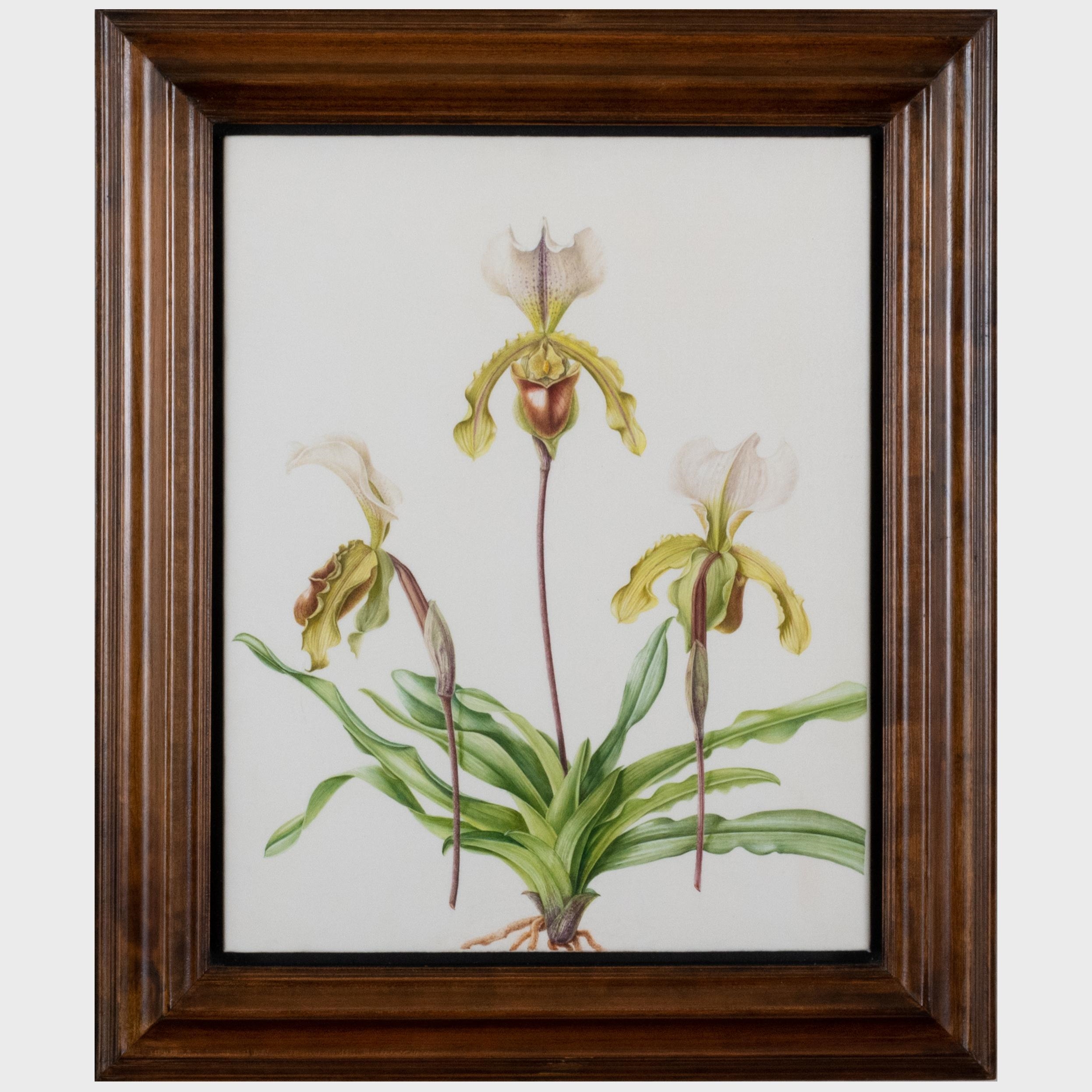 Artwork by Brigid Edwards, Parrot Tulip 'Fantasy' ; Hellebore ; and Slipper Orchid, Made of watercolor and pencil on vellum