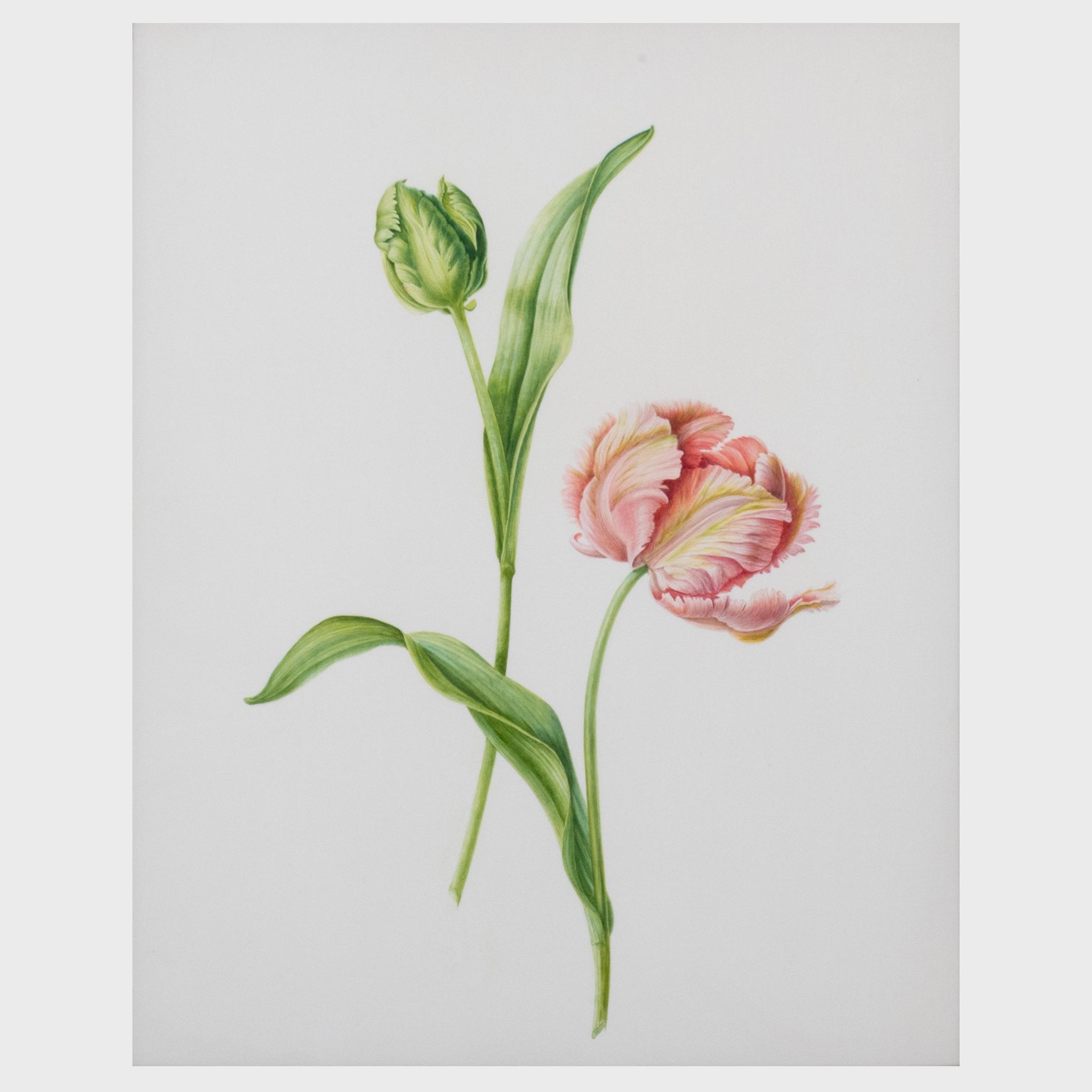 Artwork by Brigid Edwards, Parrot Tulip 'Fantasy' ; Hellebore ; and Slipper Orchid, Made of watercolor and pencil on vellum