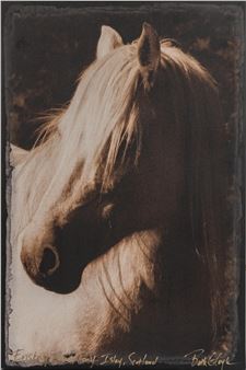 "Eriskay Island Pony - Beth Coyle