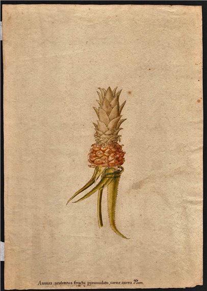 Study for a pineapple by German School, 18th Century