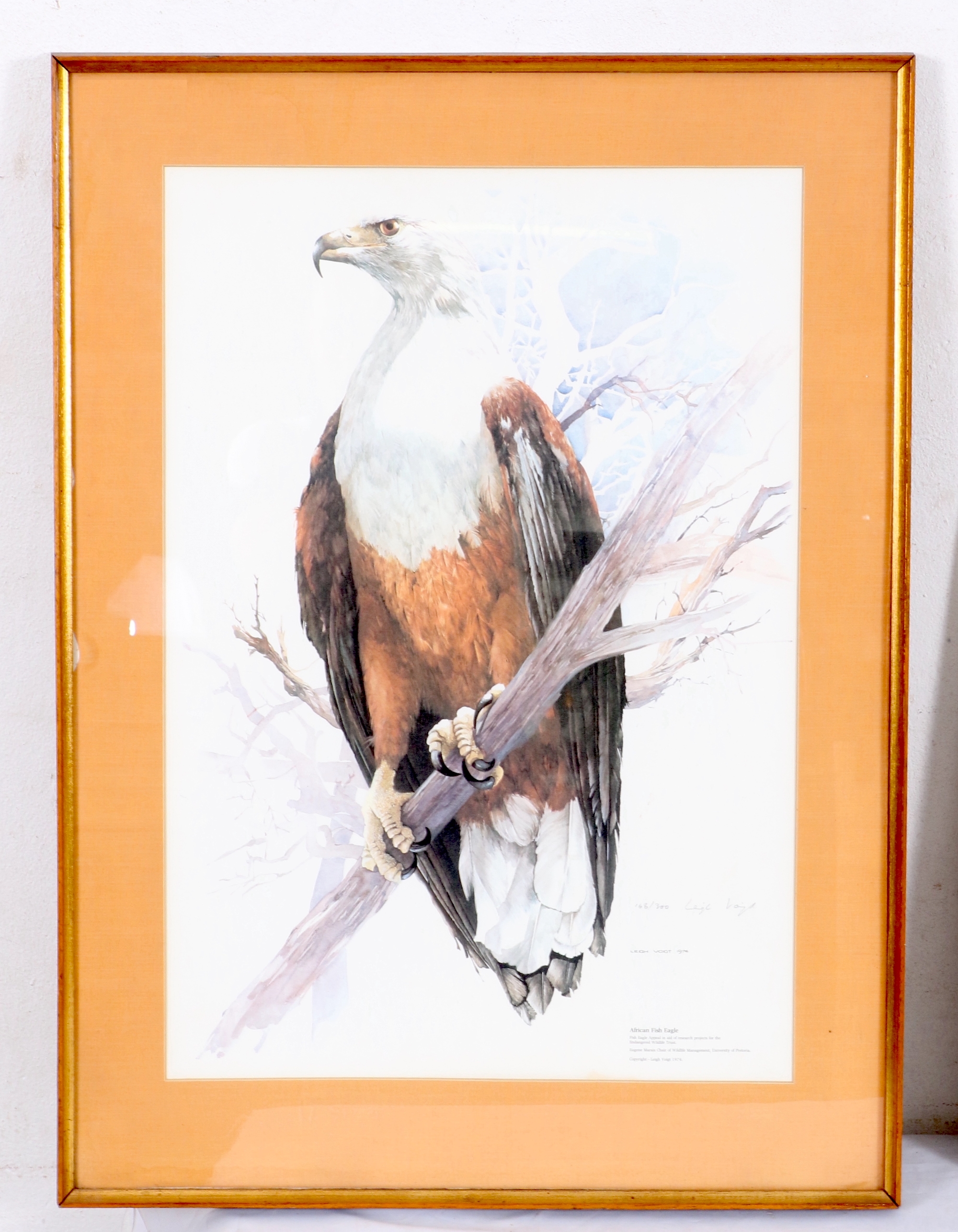 Artwork by Leigh Voigt, AFRICAN FISH EAGLE, Made of photolithograph