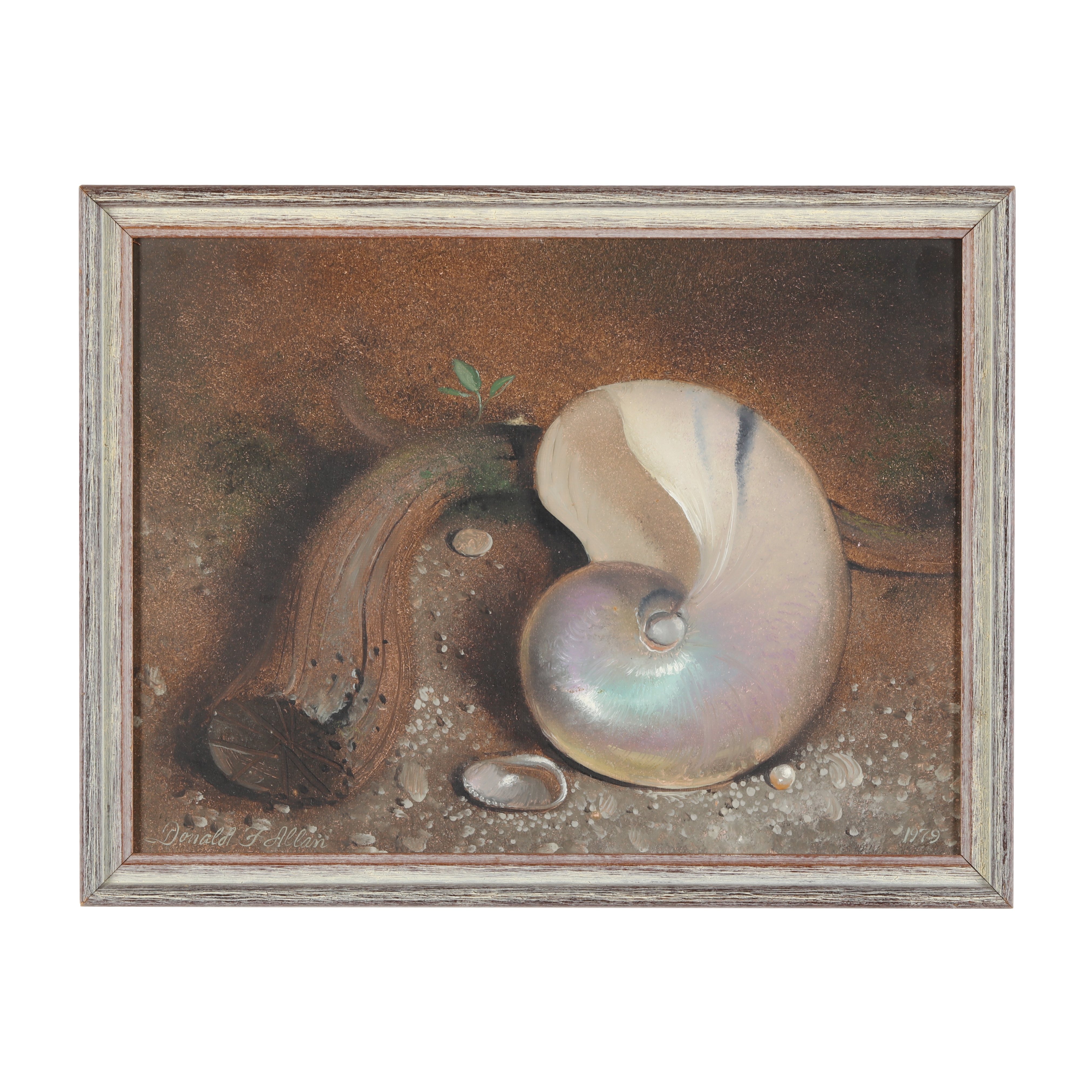 Artwork by Donald F. Allan, Still Life with Nautilus Shell, Made of Oil on canvasboard