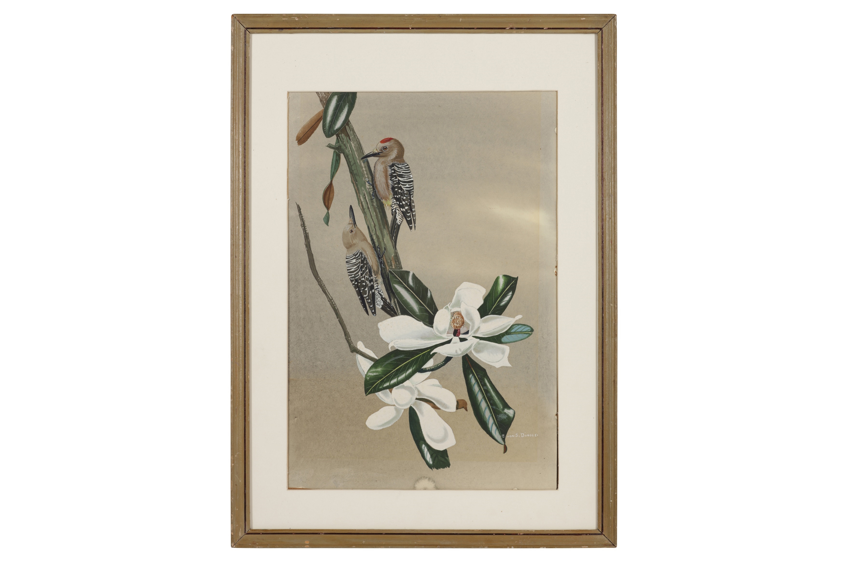 Edward von Siebold Dingle | A pair of gila woodpeckers in a magnolia