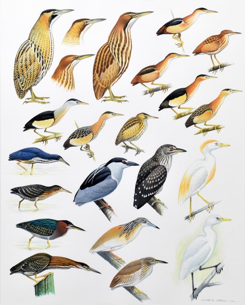 Chris Orgill Birds of the Atlantic Islands MutualArt