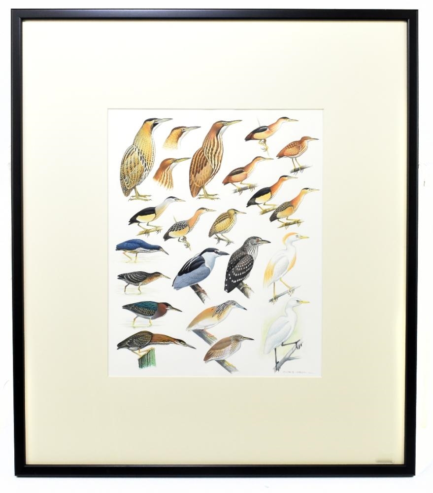 Chris Orgill Birds of the Atlantic Islands MutualArt