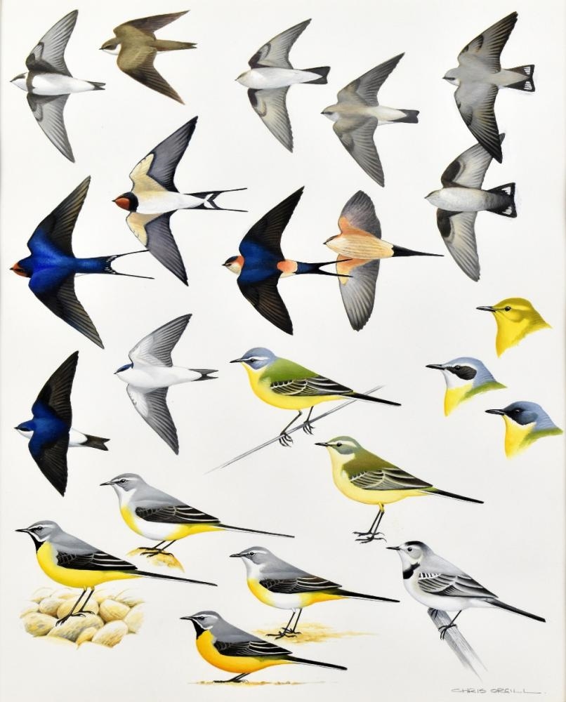 Chris Orgill Birds of the Atlantic Islands MutualArt